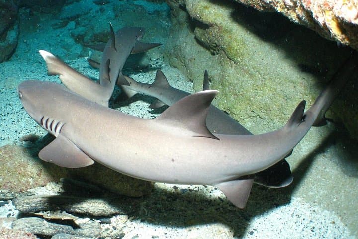 Kerama Islands Day Dive from Naha: Boat Scuba to Zamami & Tokashiki photo 4