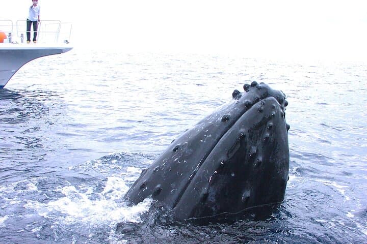 Kerama Islands Day Dive from Naha: Boat Scuba to Zamami & Tokashiki photo 2