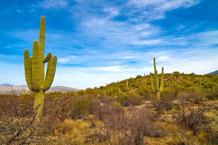Self-Guided Saguaro National Park Driving Audio Tour — East & West Routes photo 4