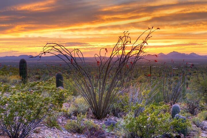 Saguaro National Park & Mount Lemmon Self-Guided Driving Audio Tour Bundle — Tucson Scenic Drives photo 4