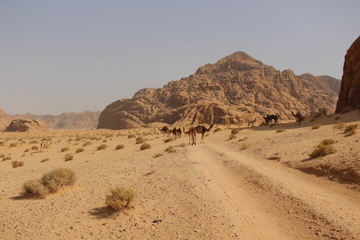 Wadi Rum Full-Day Jeep Tour — Route, Key Sights & Practical Tips