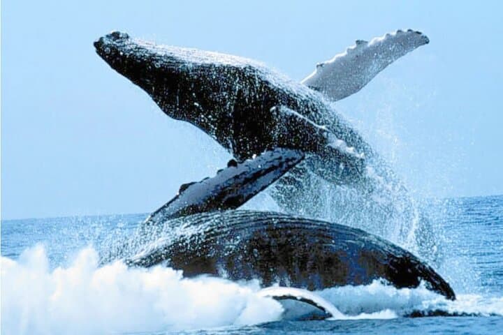 Samaná Humpback Whale Excursion: El Limón, Cayo Levantado & Bay Tour