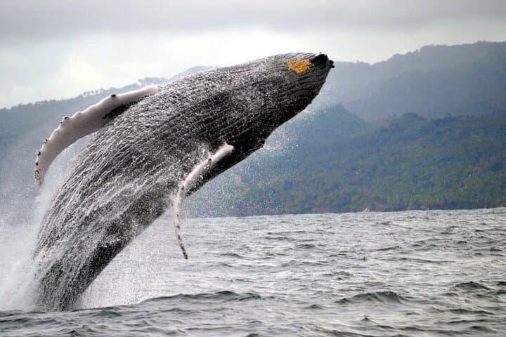 Samaná Humpback Whale Excursion: El Limón, Cayo Levantado & Bay Tour photo 2
