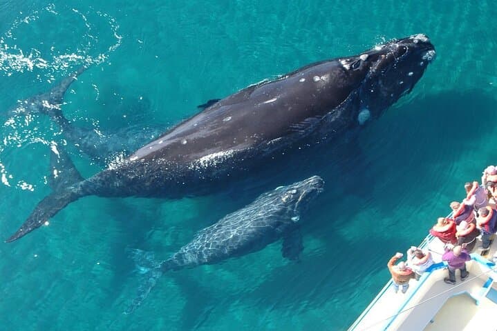 Samaná Humpback Whale Excursion: El Limón, Cayo Levantado & Bay Tour photo 5