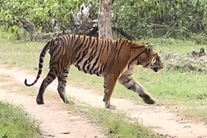 2-Day Bandipur Wildlife and Mysore Palace Tour from Bangalore photo 4