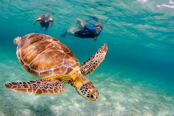 Private Tulum Tour: Early-Access Ruins, Cenote Snorkel & Swim with Turtles photo 3
