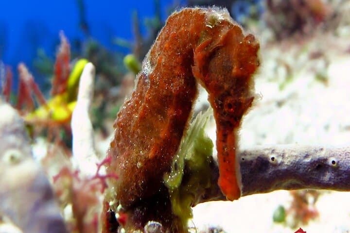 Afternoon Reefs: Certified Diving Experience on Cozumel’s Barrier