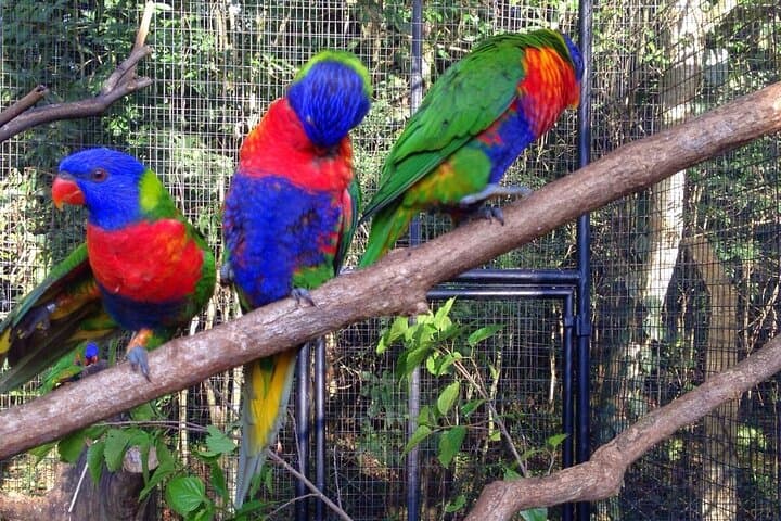 Iguaçu Falls & Parque das Aves: Brazilian-Side Tour with Tickets photo 3