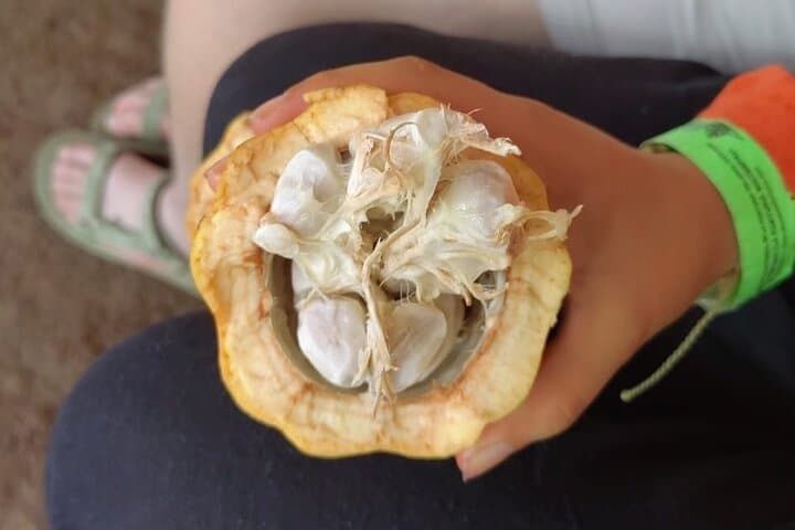 Cacao Ceremony and Medicinal Plants with the Maleku in La Fortuna photo 3