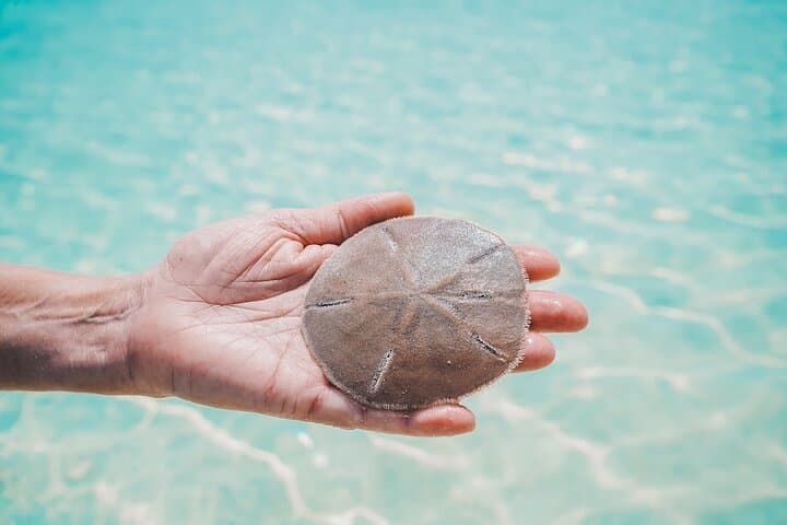 Exuma Day Cruise: Turtle Encounters, Sandbars & Stocking Island Beaches photo 6