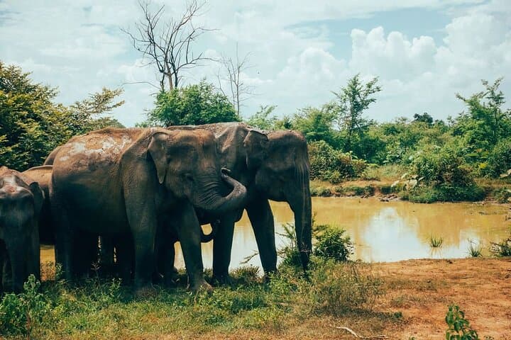Udawalawe Private Safari — 3-Hour Elephant Encounters & Birding photo 5