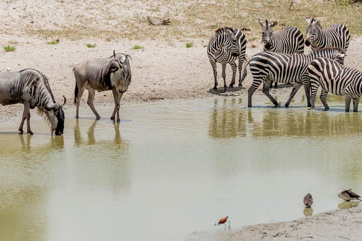 Fly-In Safari: 2-Day Tarangire National Park Wildlife Experience from Zanzibar photo 2