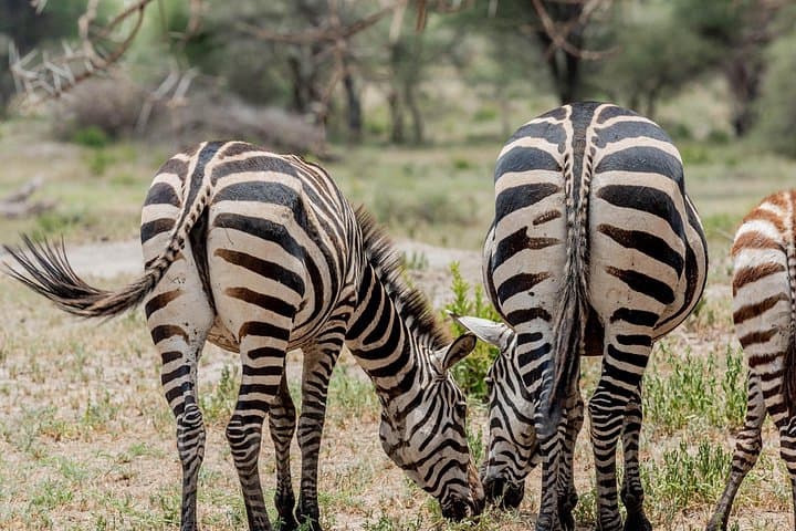 Fly-In Safari: 2-Day Tarangire National Park Wildlife Experience from Zanzibar photo 3