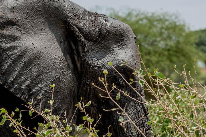 Fly-In Safari: 2-Day Tarangire National Park Wildlife Experience from Zanzibar photo 4
