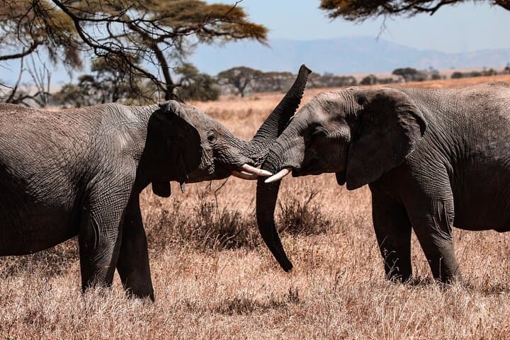 7-Day Great Migration Safari: Serengeti, Ngorongoro & Northern Tanzania photo 2
