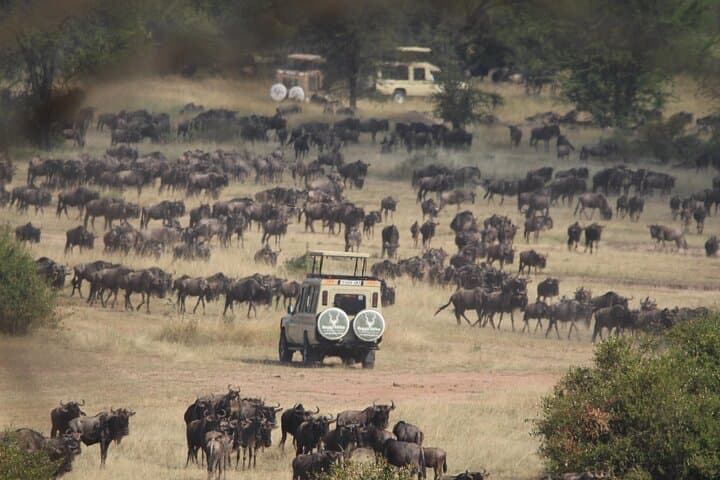 7-Day Great Migration Safari: Serengeti, Ngorongoro & Northern Tanzania