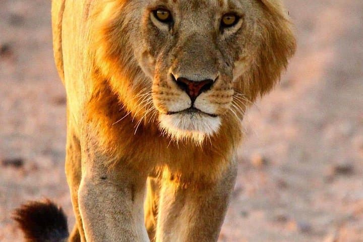7-Day Luxury Serengeti Safari: Wildebeest Migration, Ngorongoro & Tarangire photo 2