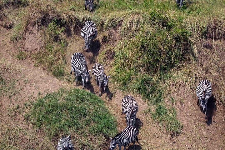 7-Day Great Migration Safari: Serengeti, Ngorongoro & Northern Tanzania photo 5