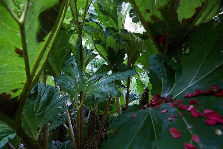 Private Fonte Baxa Garden Tour in Luarca — Exclusive 2-Hour Visit photo 5