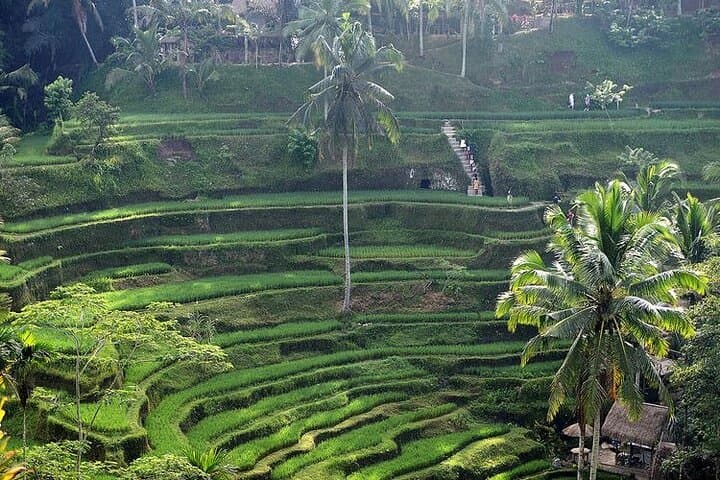 Best of Ubud: Private Day Tour to Rice Terraces, Monkey Forest & Waterfall photo 4