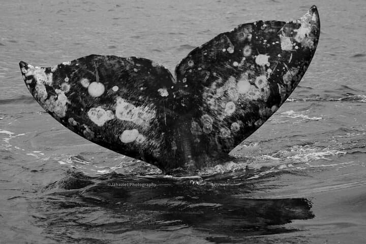 5-Day Baja Whale Safari: Gray Whales, Humpbacks & Whale Shark Snorkel photo 2