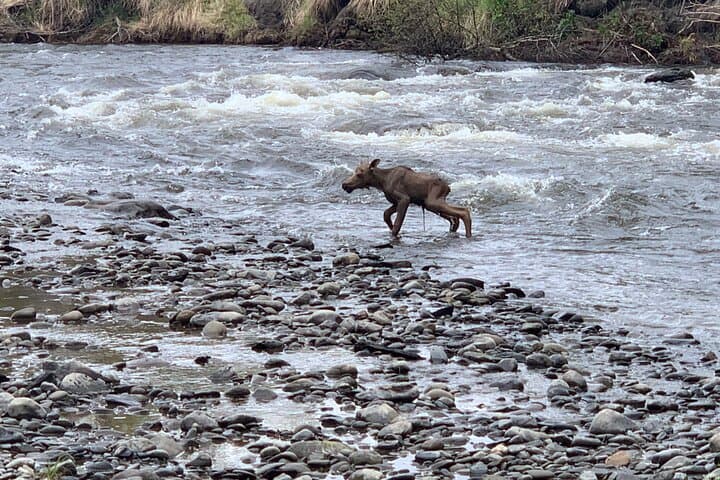Deep Creek Packraft Tour: Half-Day Ninilchik River to Cook Inlet photo 5