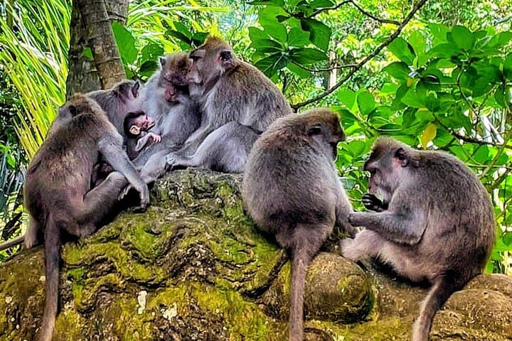 Ubud Traditional Tour: Waterfalls, Rice Terraces & Temple Highlights