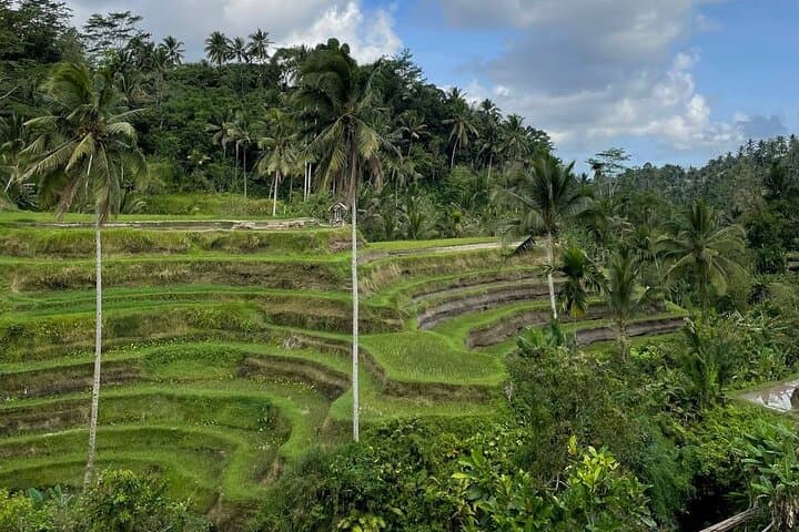 Ubud Traditional Tour: Waterfalls, Rice Terraces & Temple Highlights photo 3