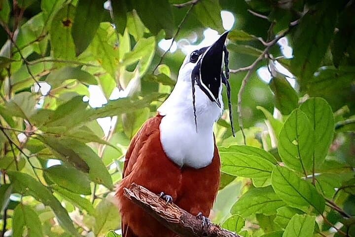Birdwatching in Monteverde Cloud Forest: Selvatura Hanging Bridges & Quetzal Tour photo 2