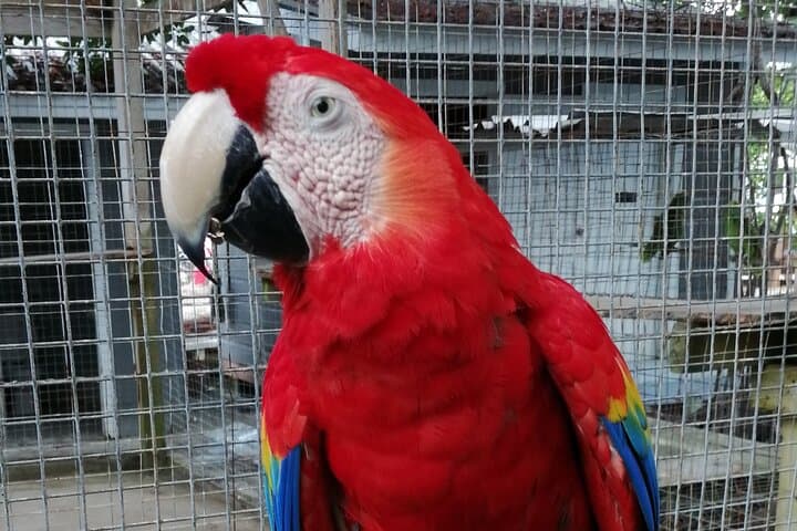 Roatán Zipline, Sloths & Chocolate: Island Adventure & Animal Sanctuary Tour photo 2