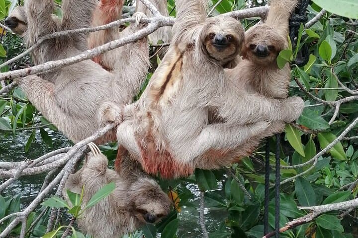 Roatán Zipline, Sloths & Chocolate: Island Adventure & Animal Sanctuary Tour photo 3