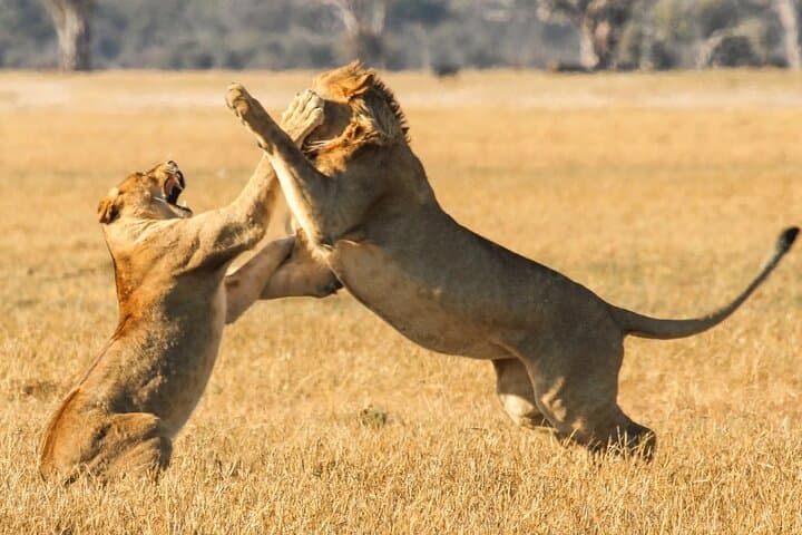 Aquila Big 5 Safari with Wine Tasting from Cape Town