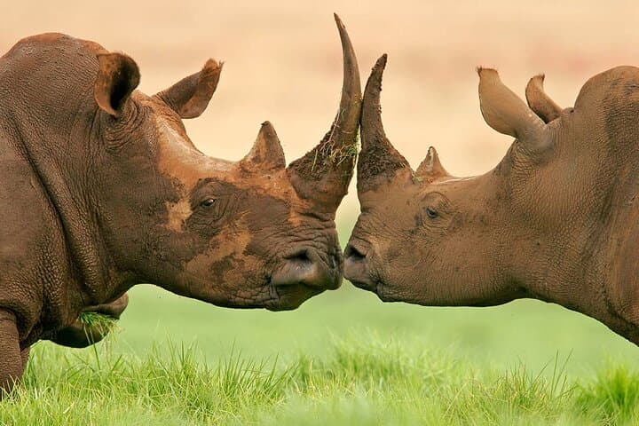 Aquila Big 5 Safari with Wine Tasting from Cape Town photo 4