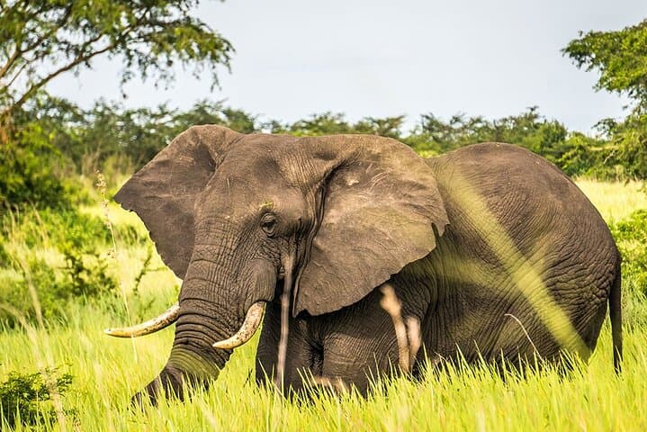 Aquila Big 5 Safari with Wine Tasting from Cape Town photo 5
