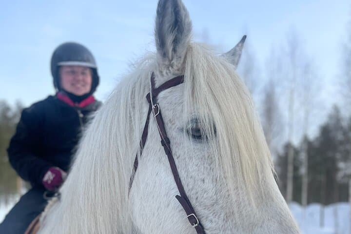 Finnhorse Riding at Santa Claus Village: Gentle Lapland Trails & Campfire photo 3