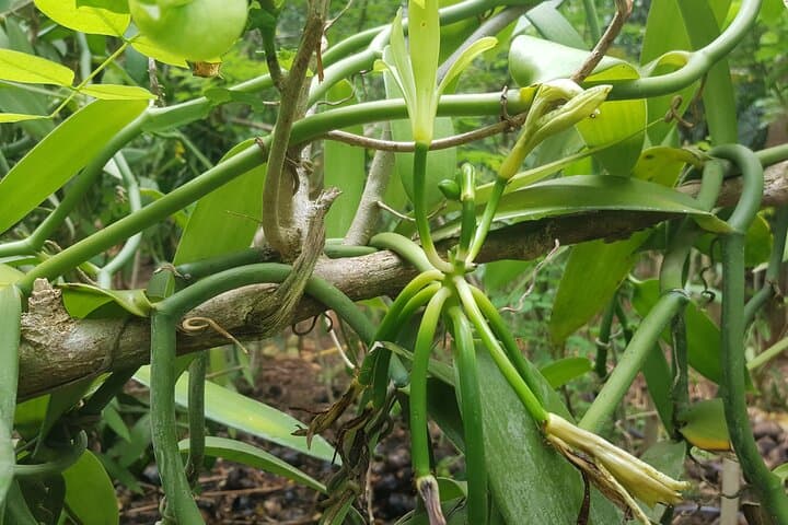 Exploring Zanzibar: Private Spice Farm Visit and Jozani Forest Day Tour photo 2