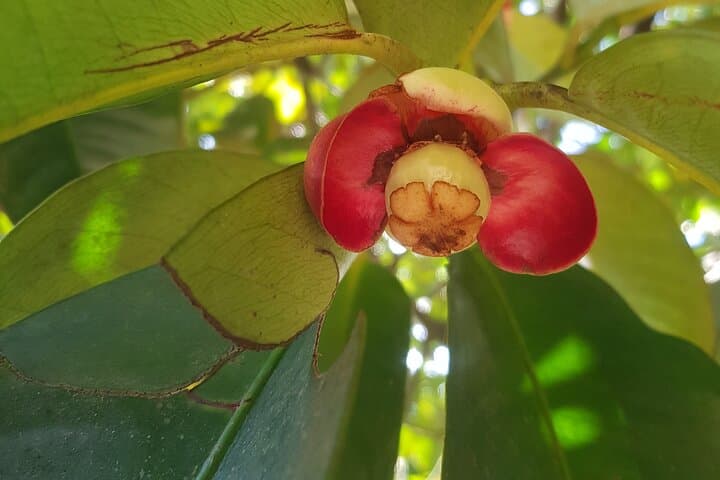 Exploring Zanzibar: Private Spice Farm Visit and Jozani Forest Day Tour photo 3