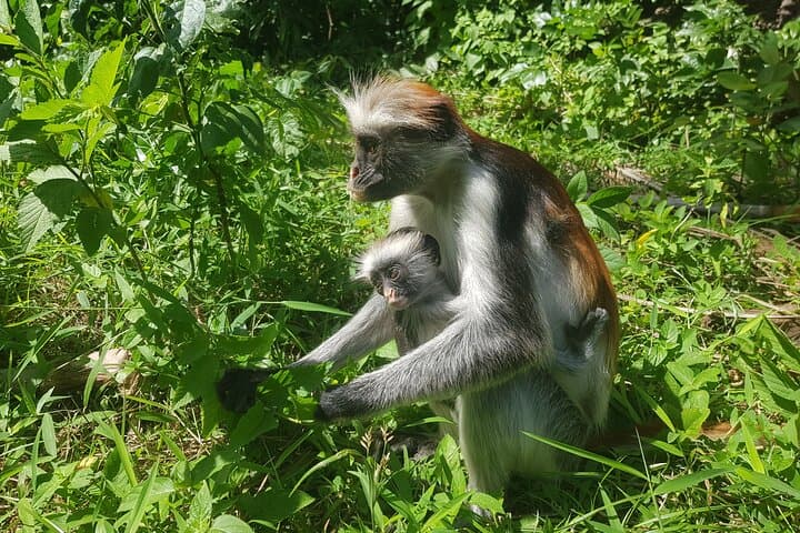 Exploring Zanzibar: Private Spice Farm Visit and Jozani Forest Day Tour photo 4