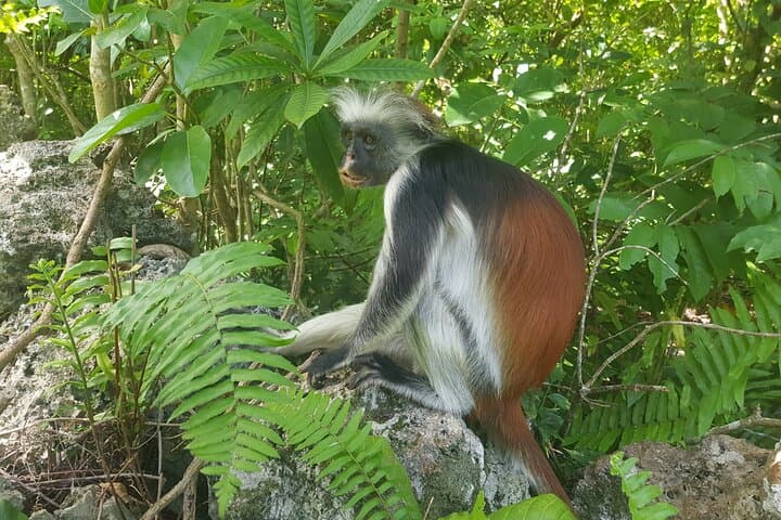 Exploring Zanzibar: Private Spice Farm Visit and Jozani Forest Day Tour photo 5