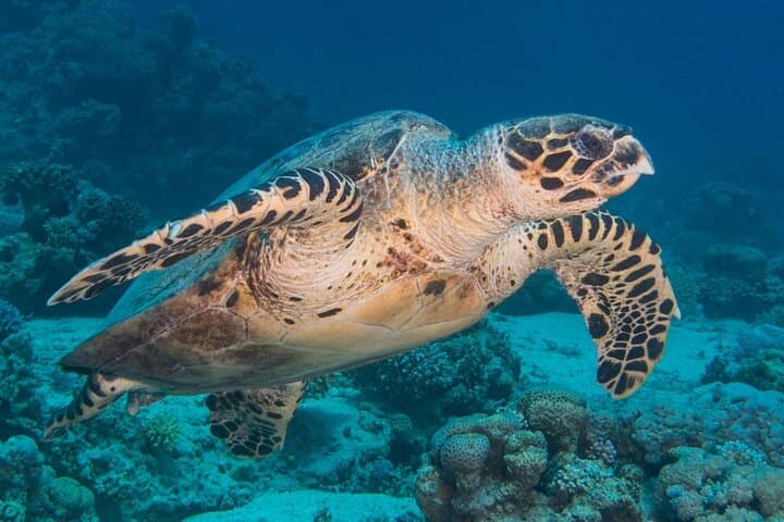 Discover Scuba Shore Dive with Private Beach Access in Aqaba