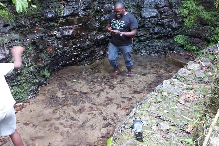 Blue Mountain Coffee Tour: Bean-to-Cup Adventure in Jamaica photo 6