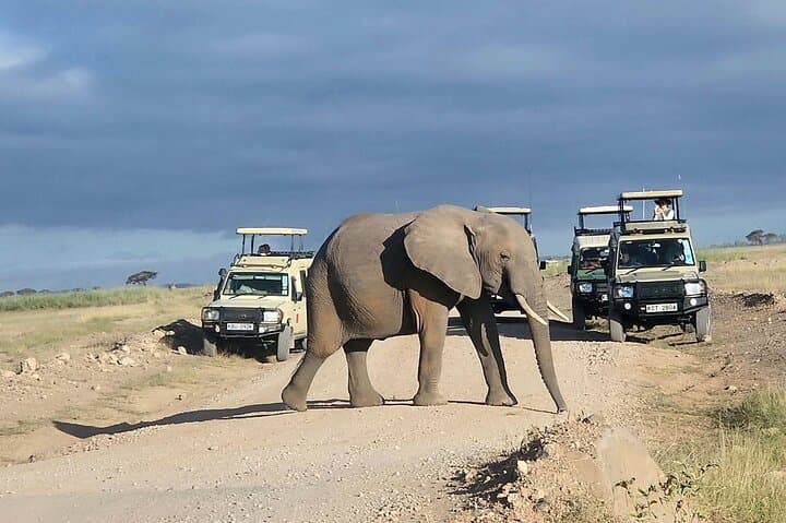 Amboseli National Park Day Safari from Nairobi — Kilimanjaro Views & Elephant Herds photo 4