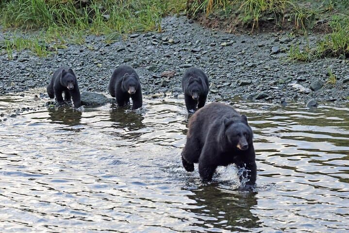 Private Alaska Native Excursion in Ketchikan — Haida Cultural & Wildlife Tour