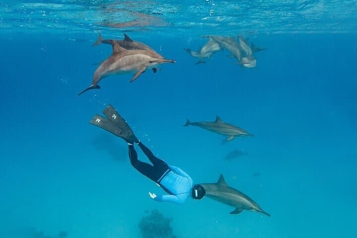 Dolphin House (Shaab Samadai) Boat Snorkel from Marsa Alam — Swim with Dolphins in the Red Sea photo 2
