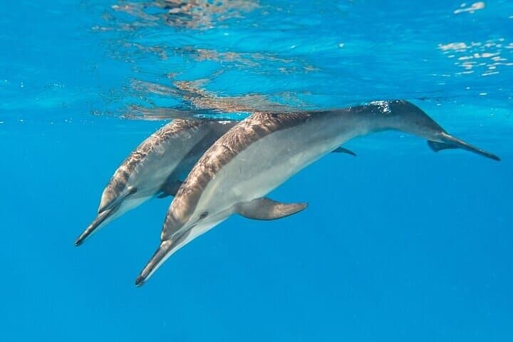 Dolphin House (Shaab Samadai) Boat Snorkel from Marsa Alam — Swim with Dolphins in the Red Sea photo 4