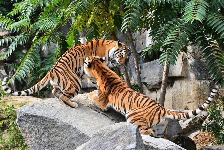 Golden Triangle & Ranthambore: 7-Day Wildlife, Taj Mahal & Birding Tour photo 1