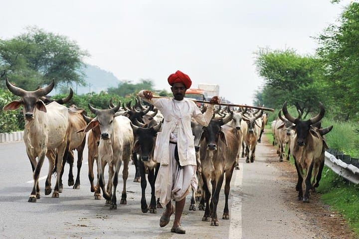 10-Day Colorful Rajasthan: Taj Mahal, Ranthambore Safari & Palace Cities photo 3