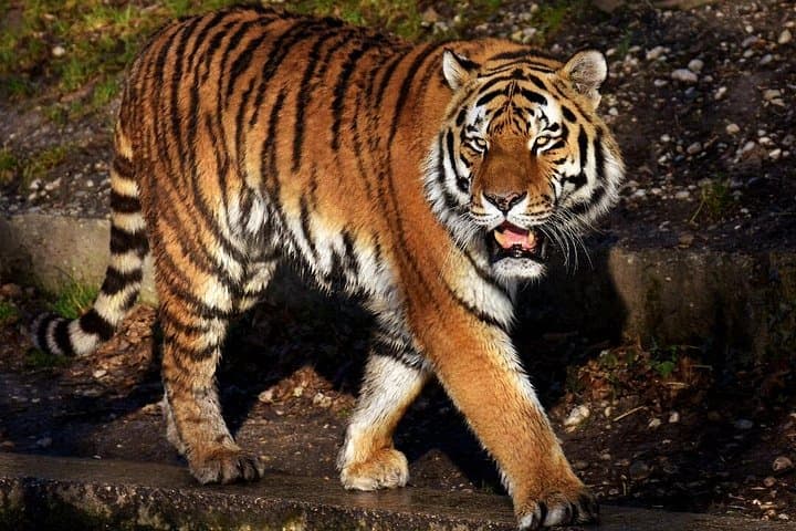 6-Day Golden Triangle with Ranthambore: Taj Mahal Sunset & Tiger Safaris photo 2