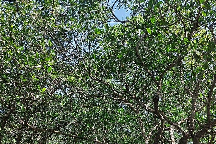 Private 4-Hour Roatan Island Tour — Sloths, Rum & Beach Breaks photo 5