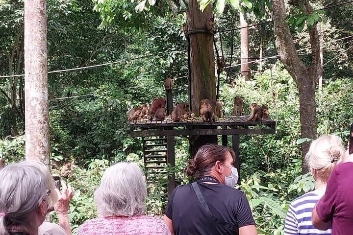Sepilok Orangutan Rehabilitation and Sandakan City Day Tour from Kota Kinabalu